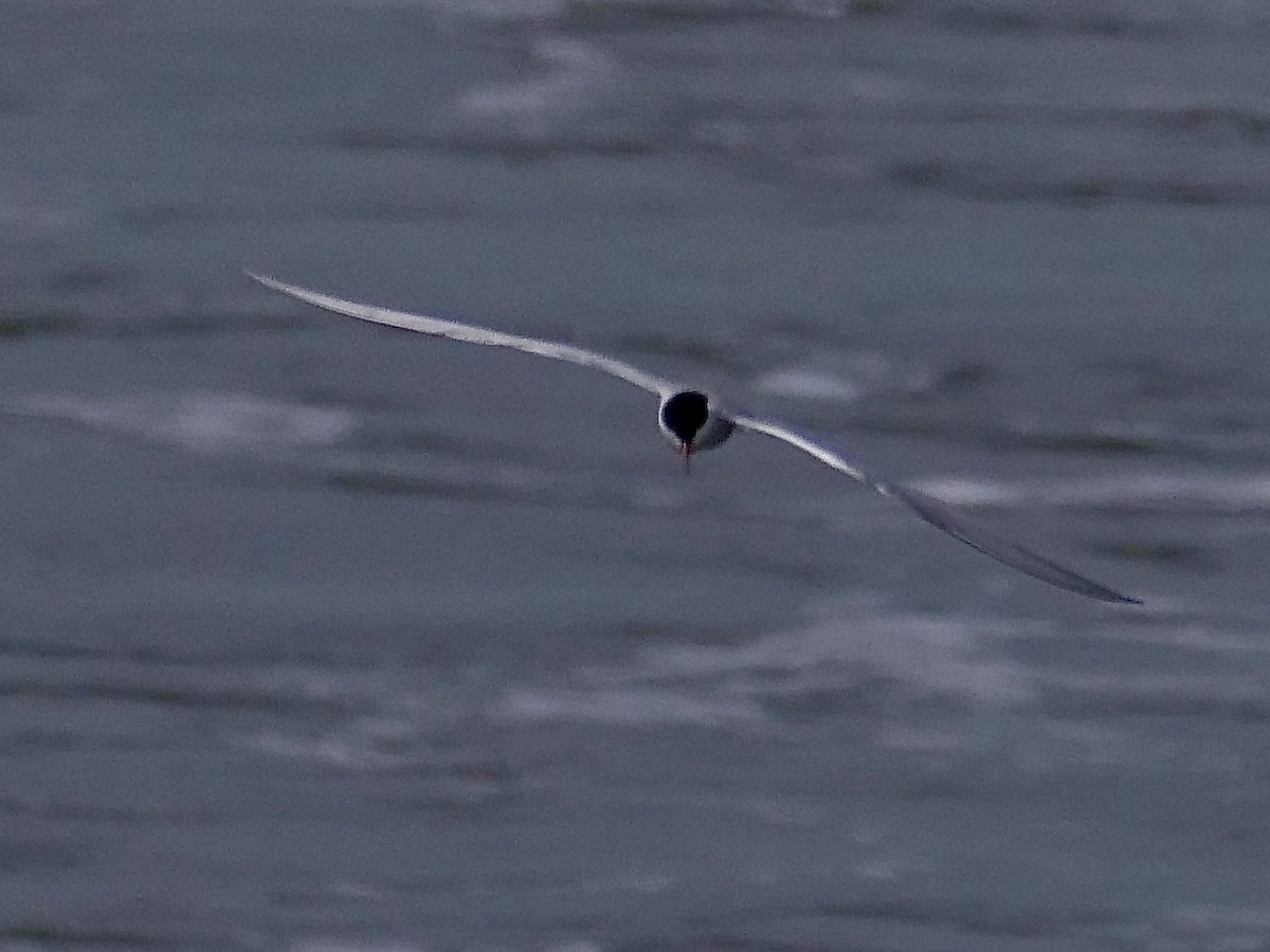 Common Tern - ML619954489