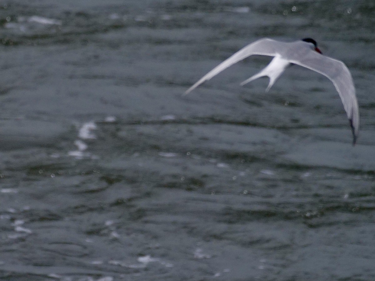 Common Tern - ML619954490