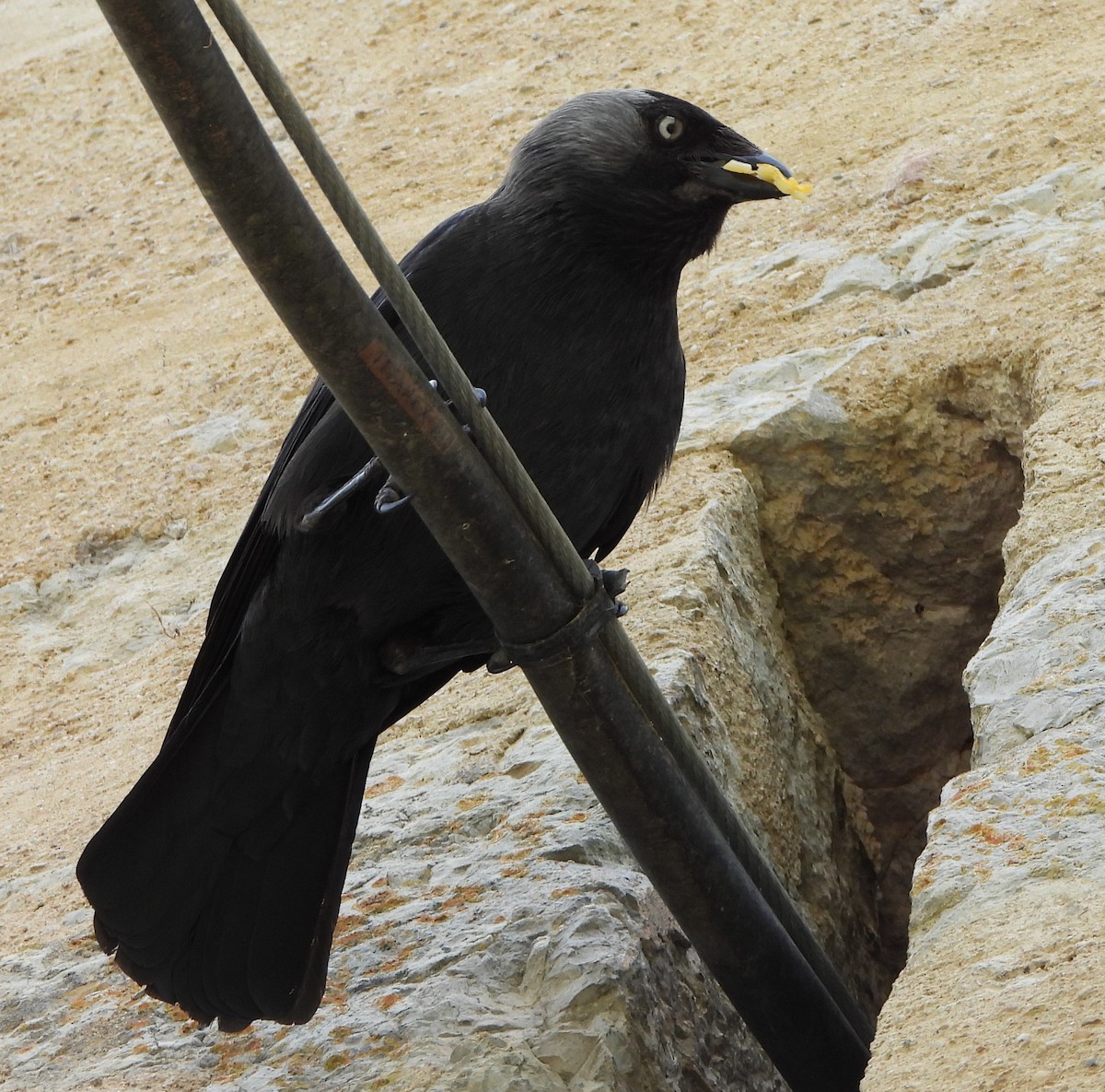 Галка - ML619954494