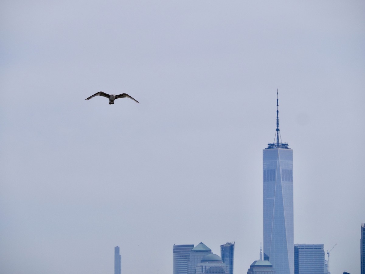 American Herring Gull - ML619954509