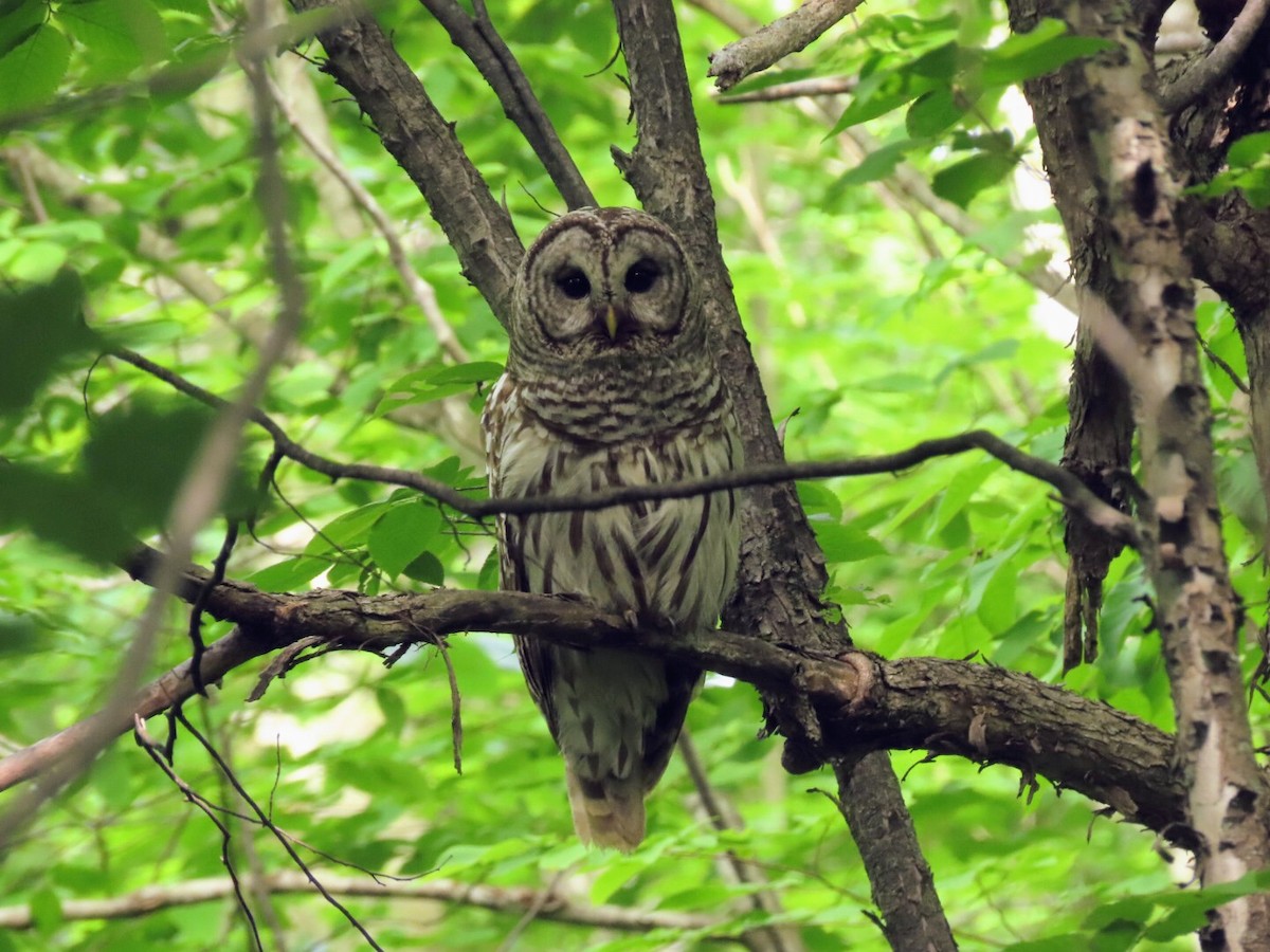 Barred Owl - ML619954511