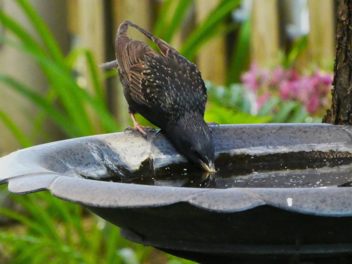 European Starling - ML619954518