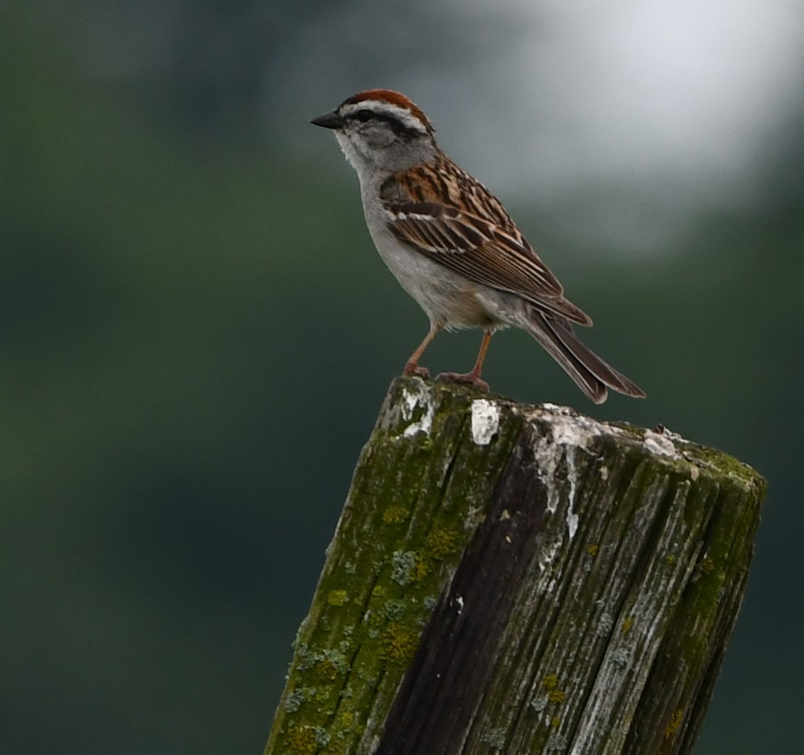 Chipping Sparrow - ML619954545