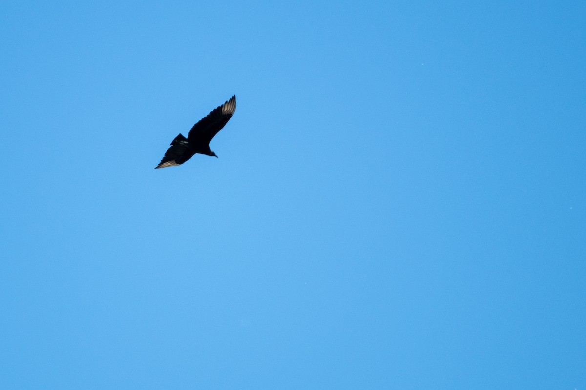 Black Vulture - ML619954550