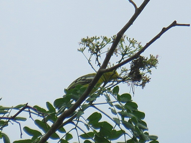 Common Iora - ML619954553