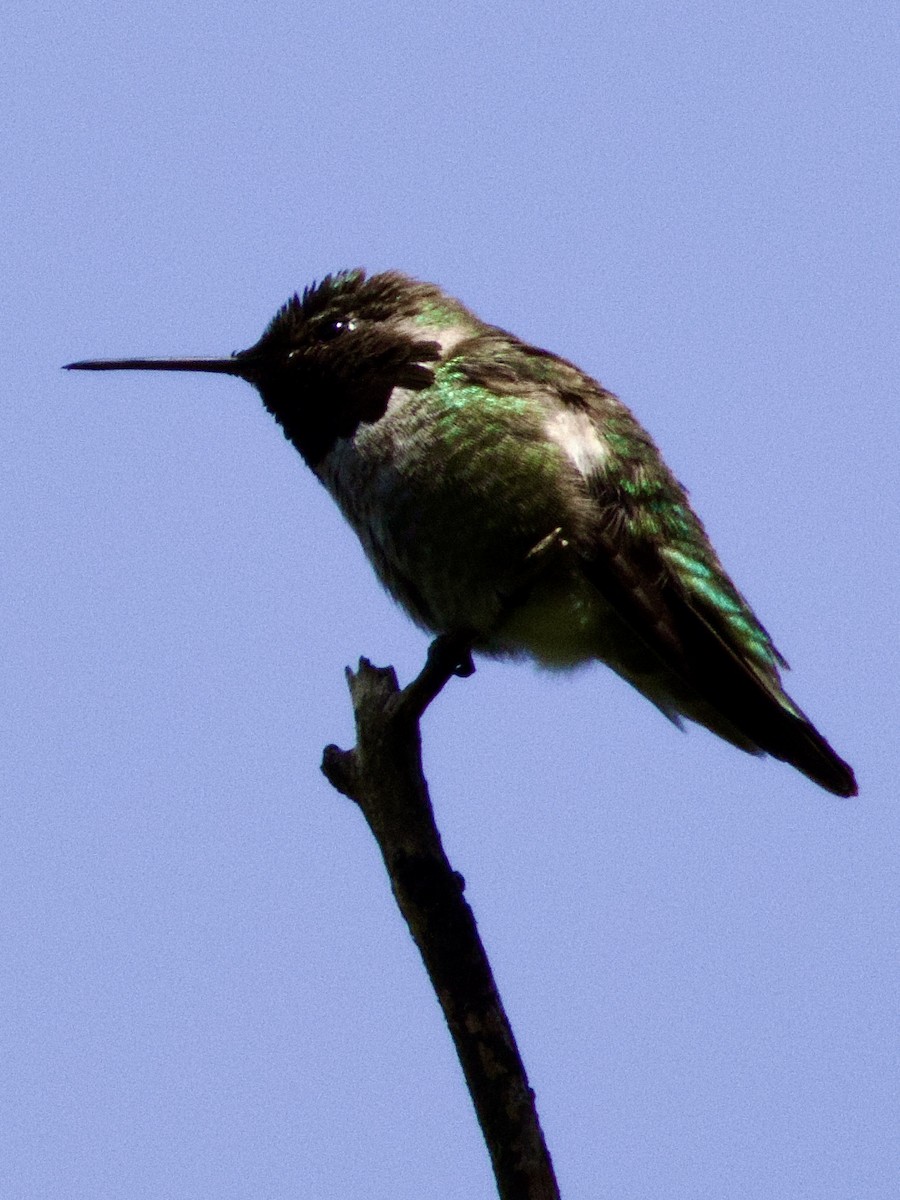 Anna's Hummingbird - ML619954554