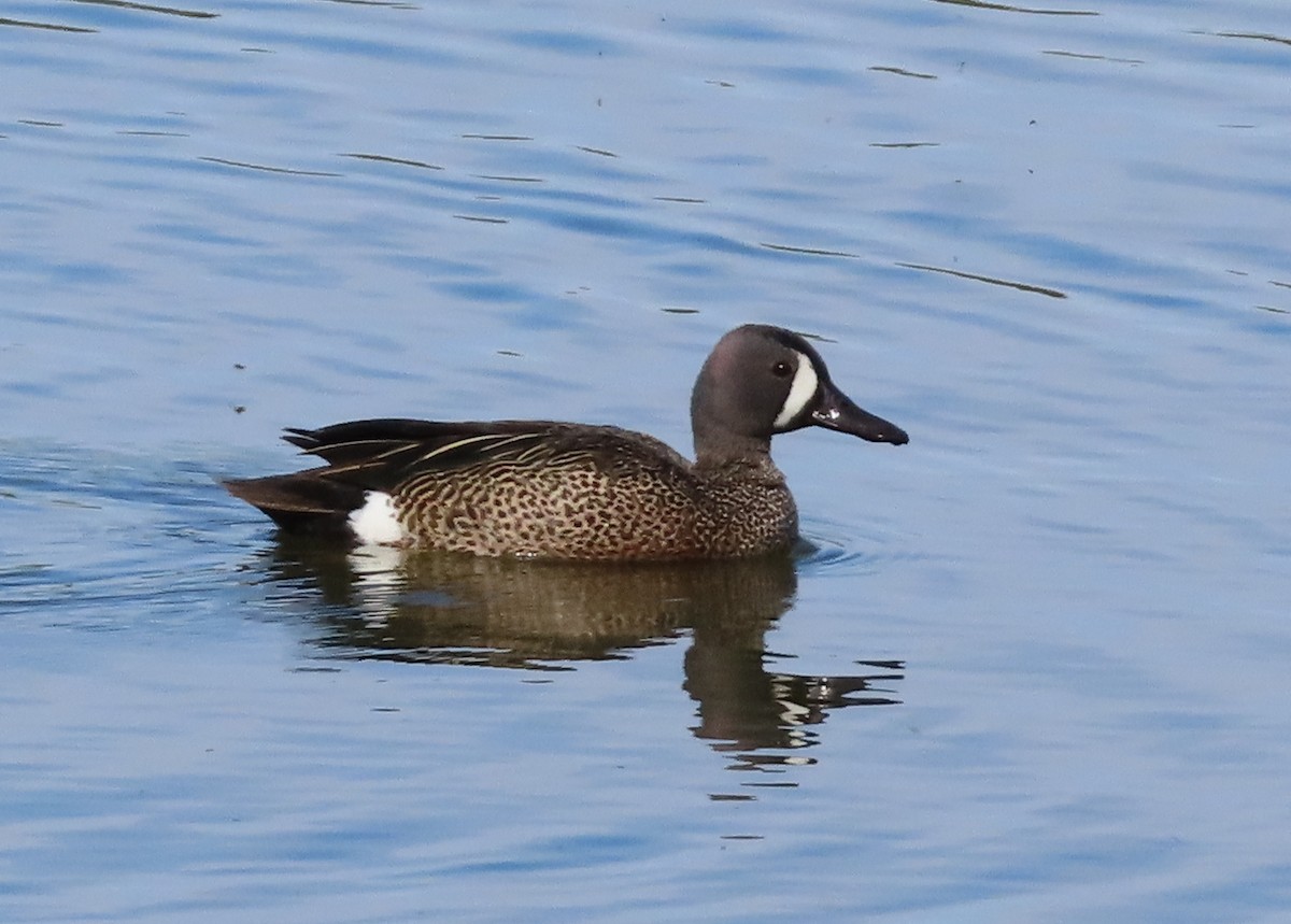 Blue-winged Teal - ML619954569