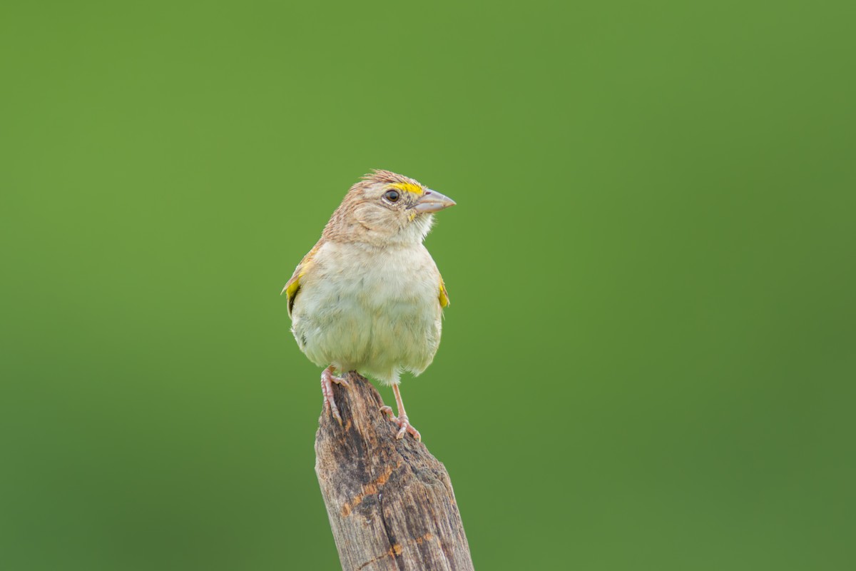 Grassland Sparrow - ML619954575