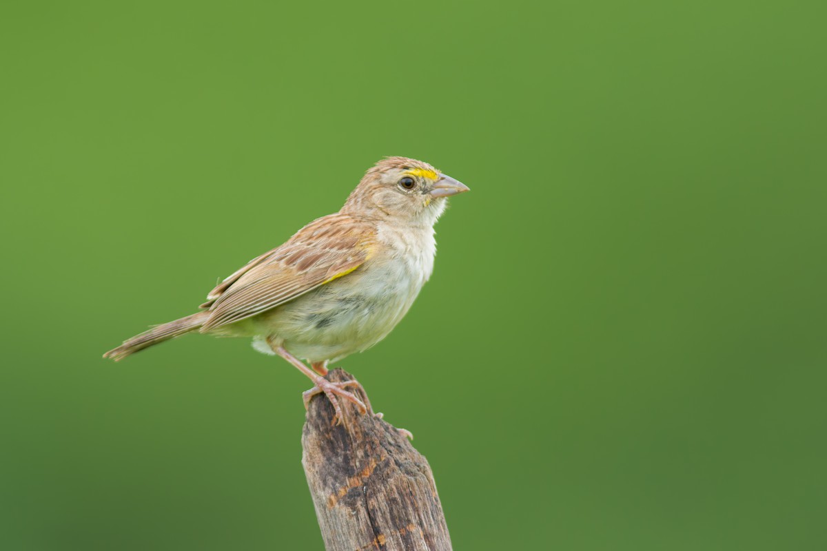 Grassland Sparrow - ML619954576