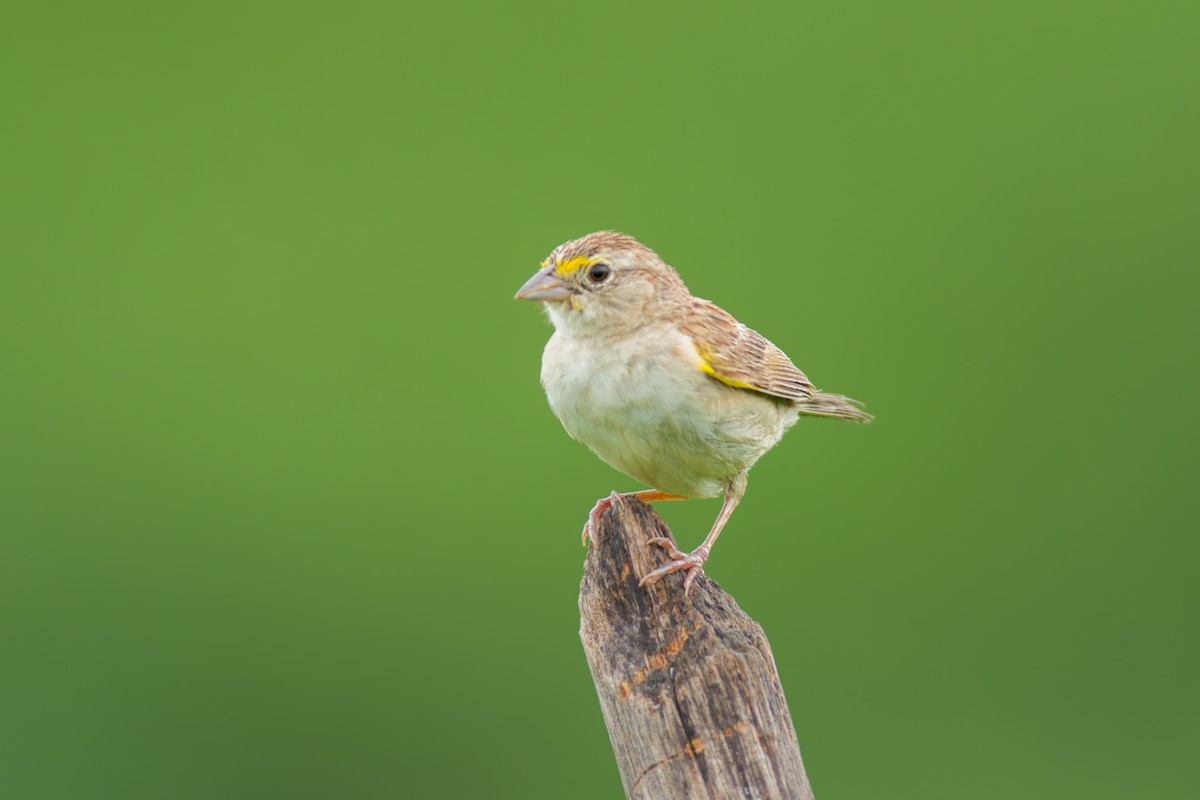 Grassland Sparrow - ML619954577