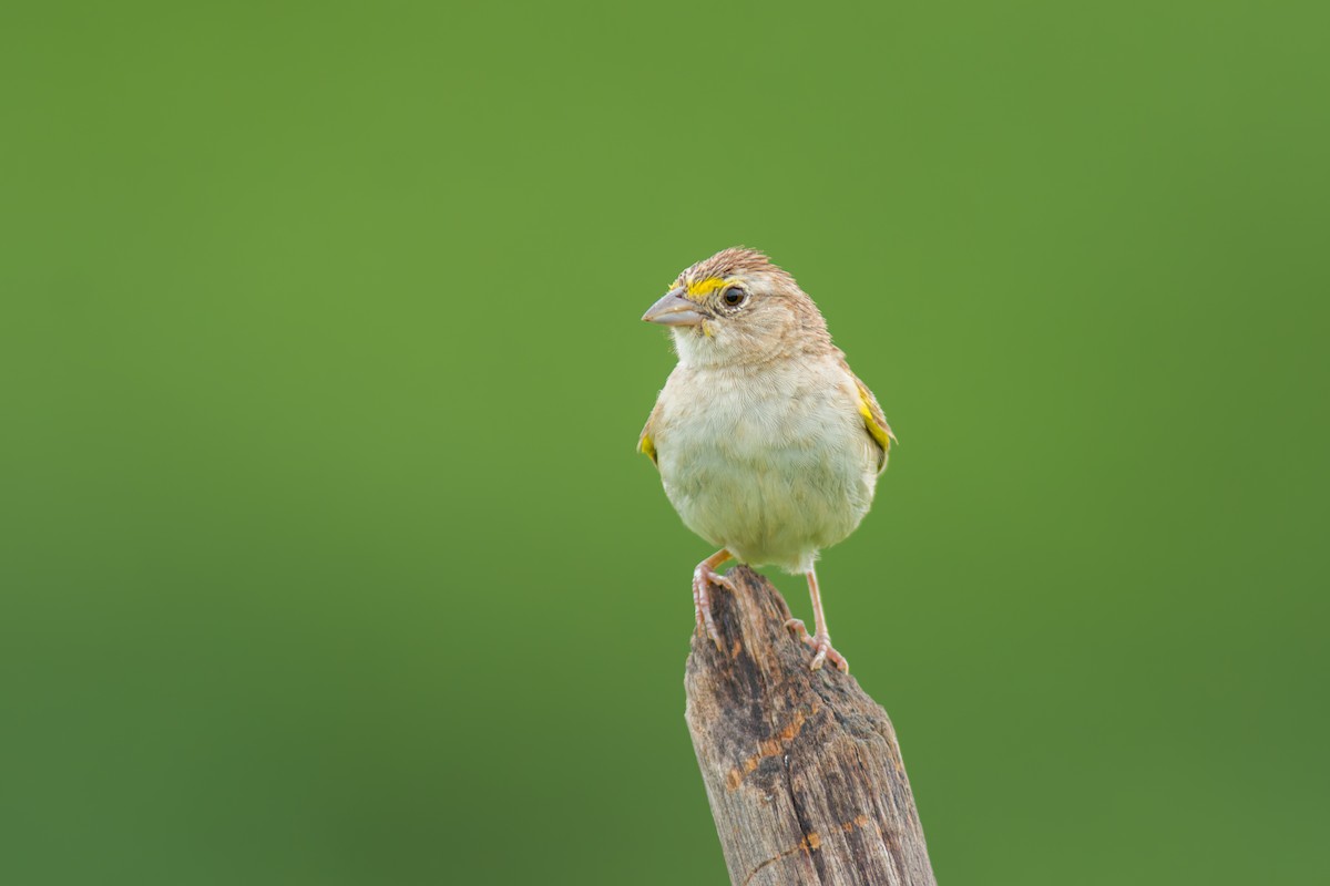 Grassland Sparrow - ML619954578