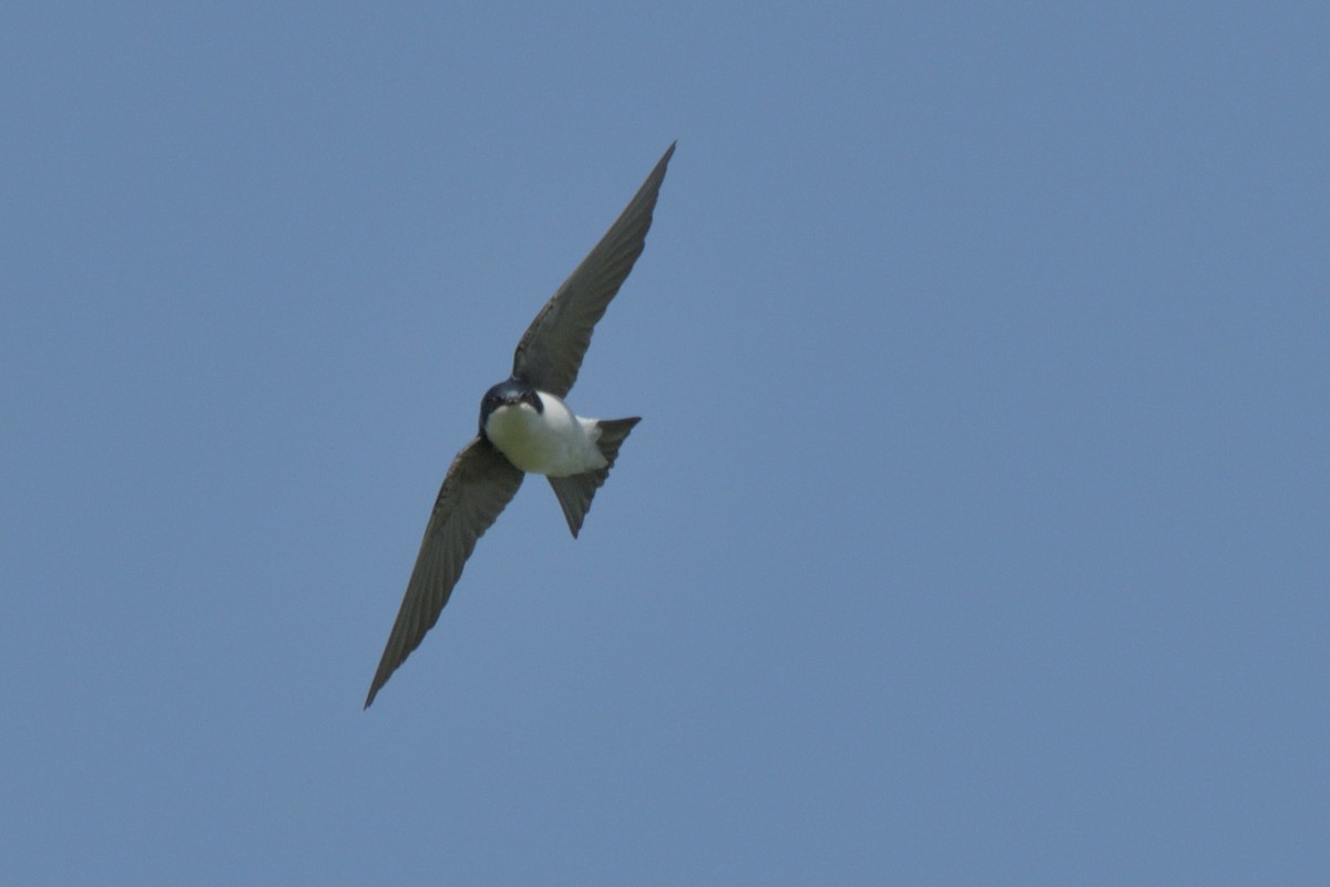 Golondrina Bicolor - ML619954588