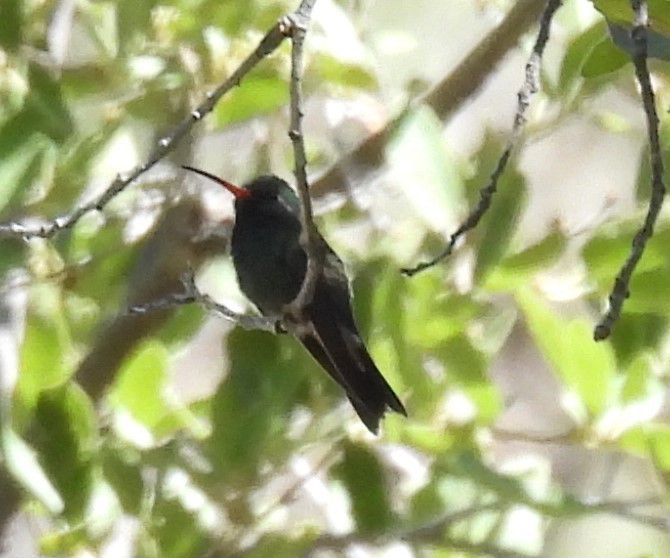 kolibřík širokozobý - ML619954592