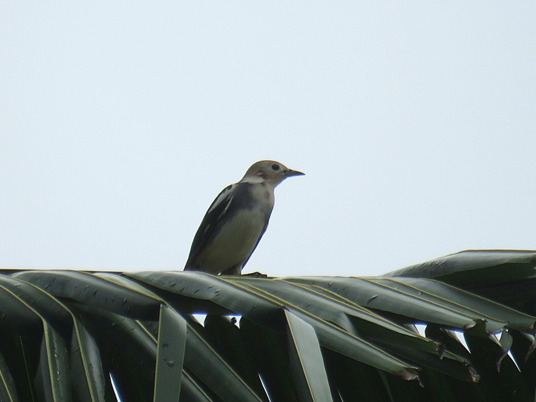 Chestnut-cheeked Starling - ML619954598