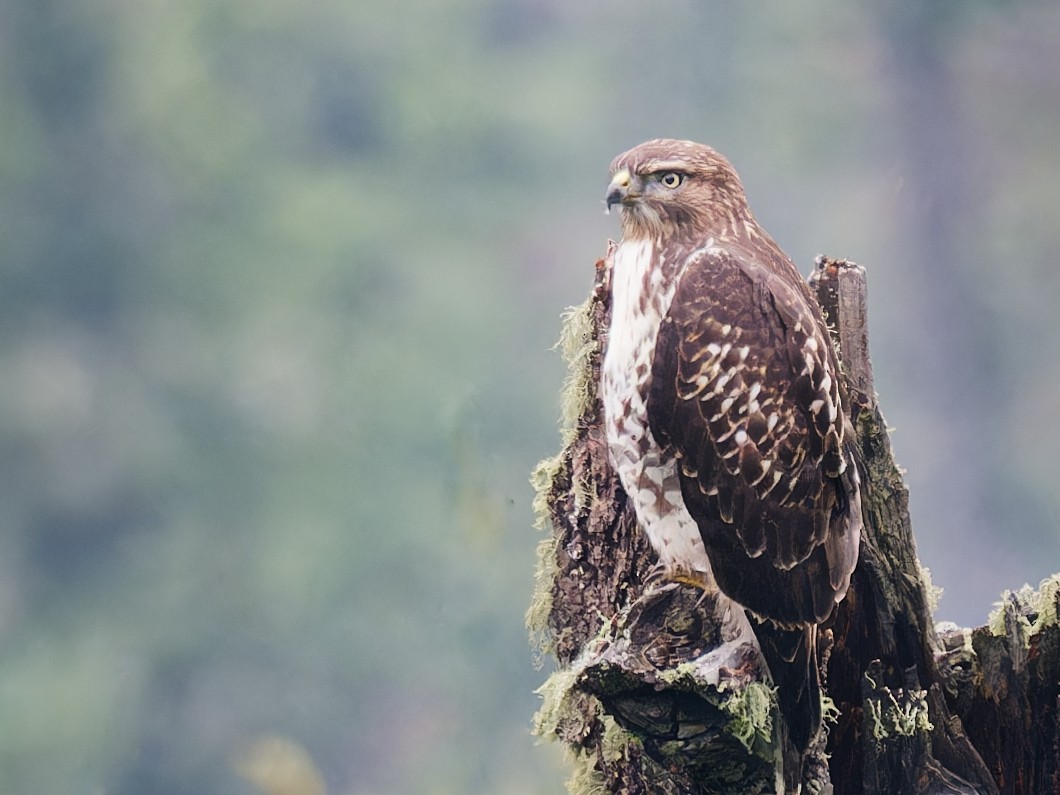 Red-tailed Hawk - ML619954600
