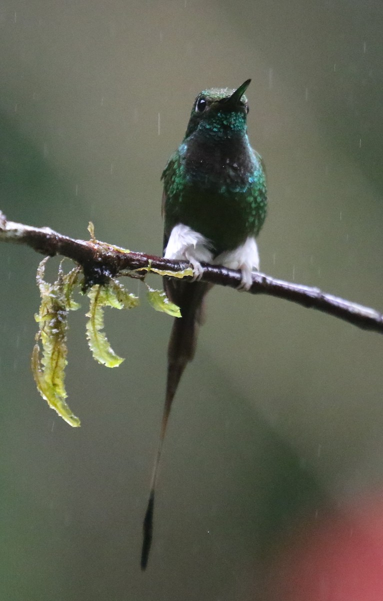 White-booted Racket-tail - ML619954603
