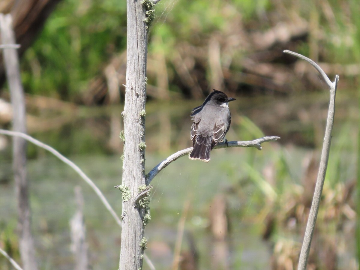 Eastern Kingbird - ML619954619