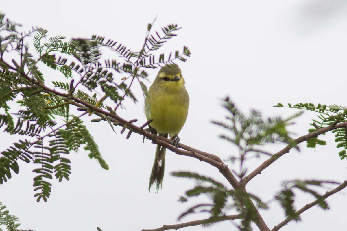 Greater Wagtail-Tyrant - ML619954623