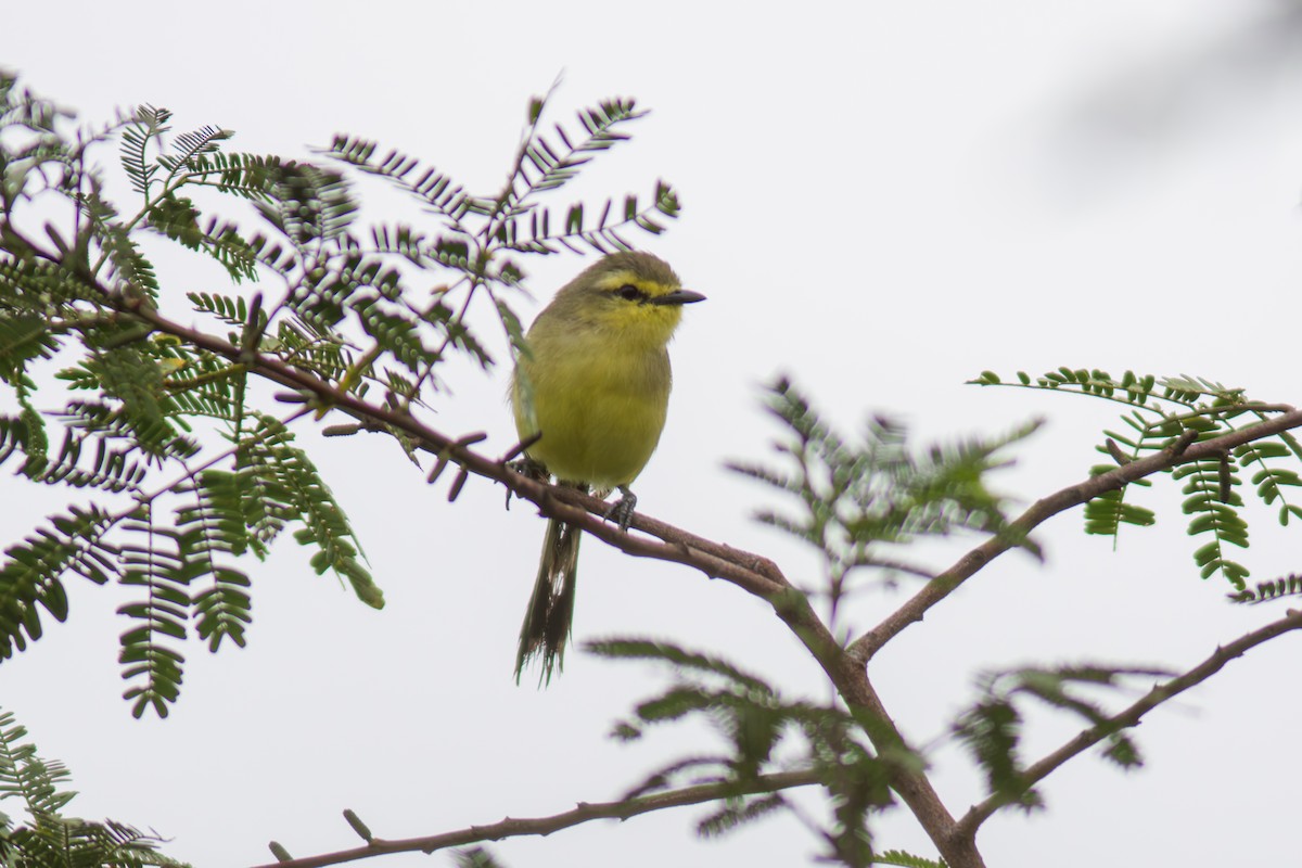 Greater Wagtail-Tyrant - ML619954624