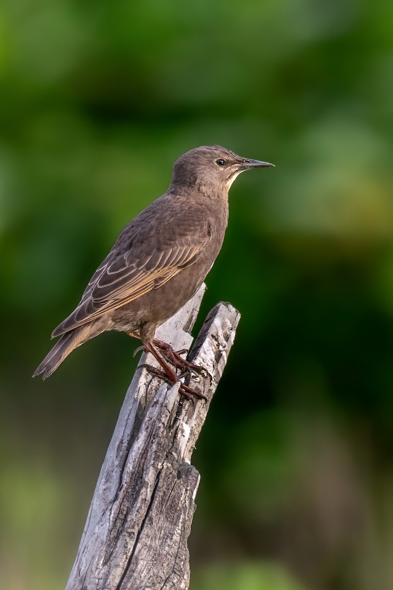 European Starling - ML619954630