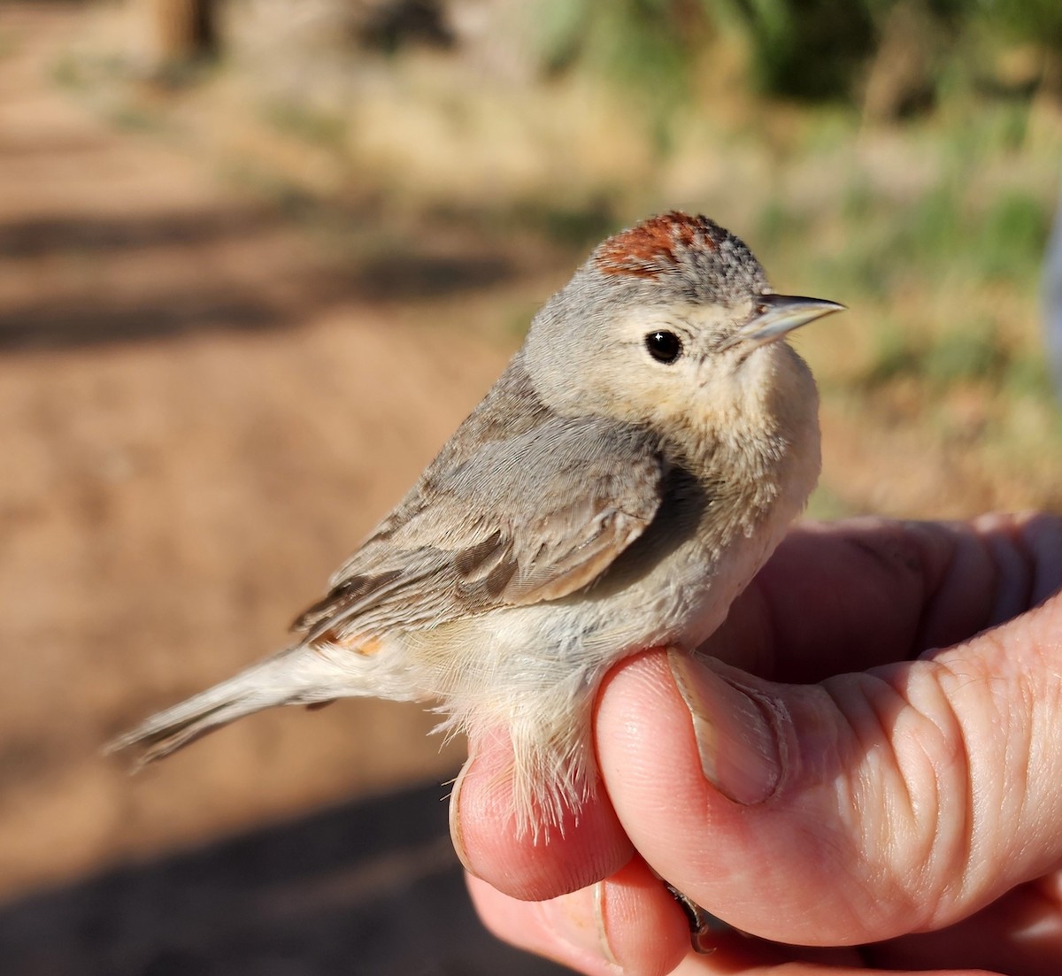 Lucy's Warbler - ML619954635