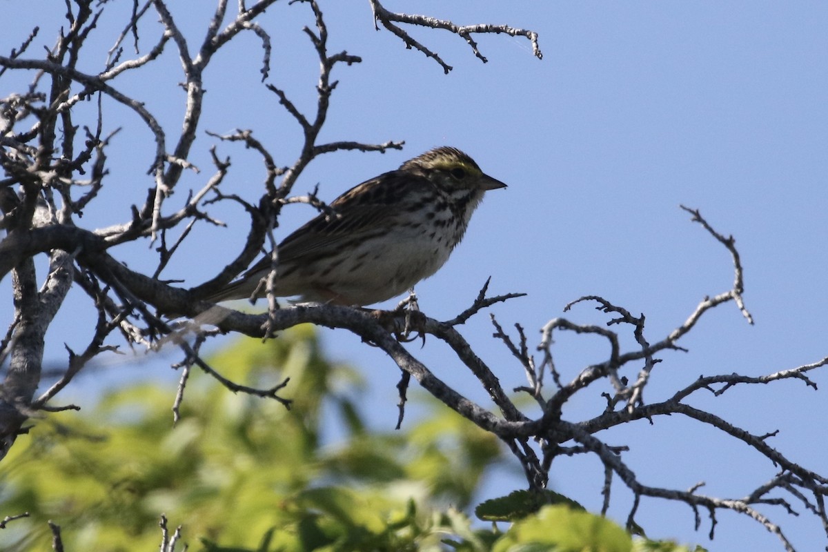 Savannah Sparrow - ML619954641