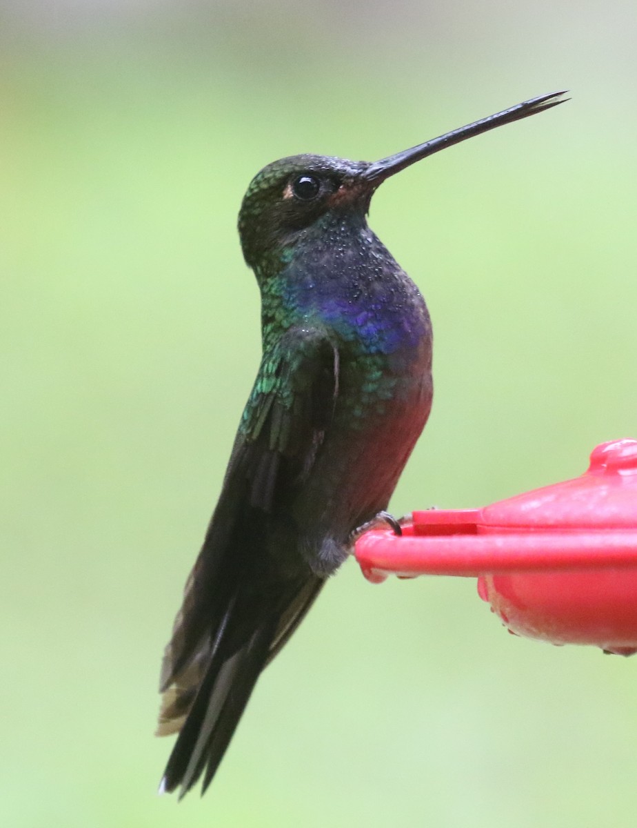 kolibřík irisový - ML619954649