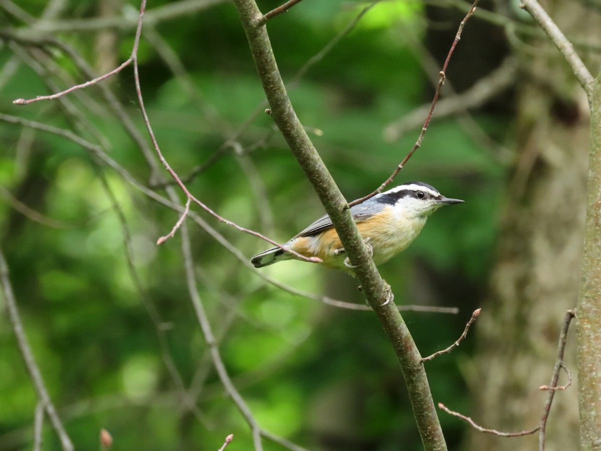 Red-breasted Nuthatch - ML619954650