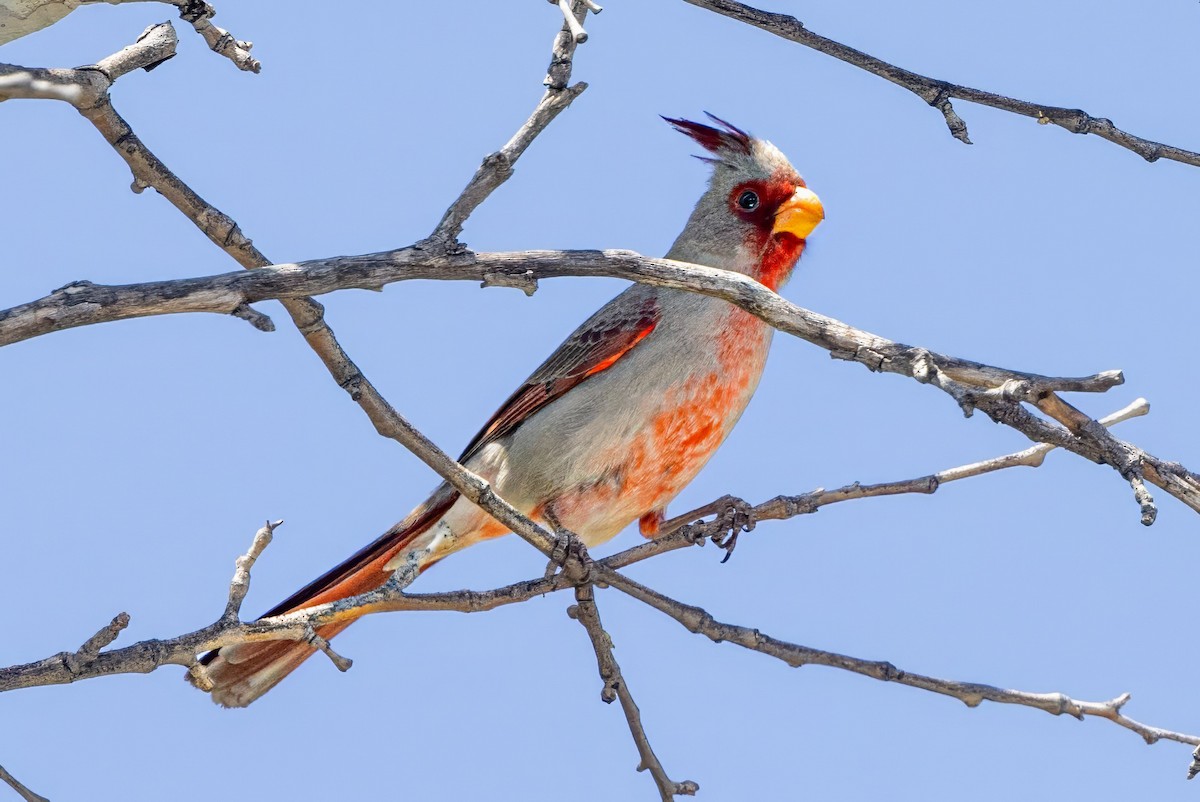 Cardinal pyrrhuloxia - ML619954665