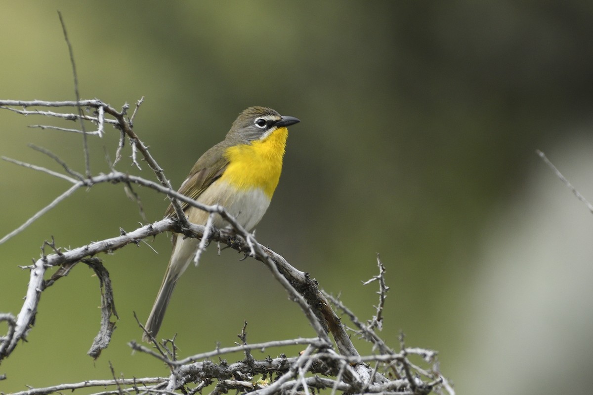 Yellow-breasted Chat - ML619954668