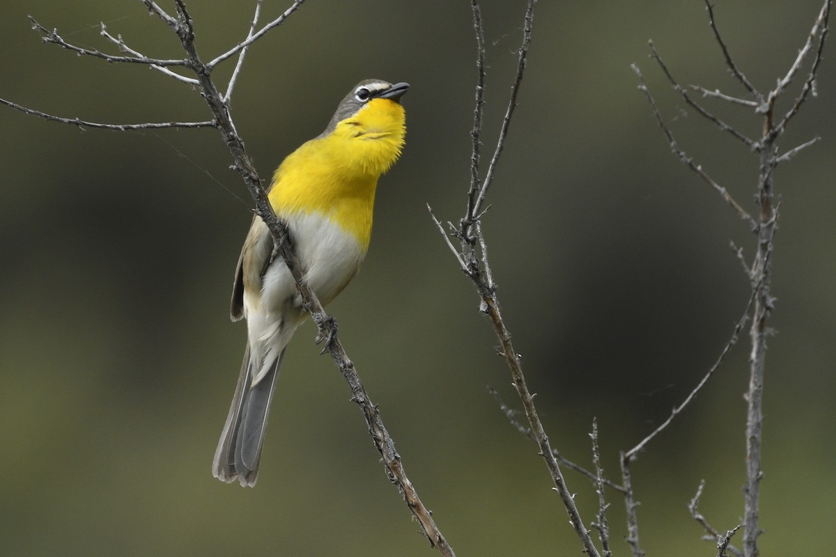 Yellow-breasted Chat - ML619954669