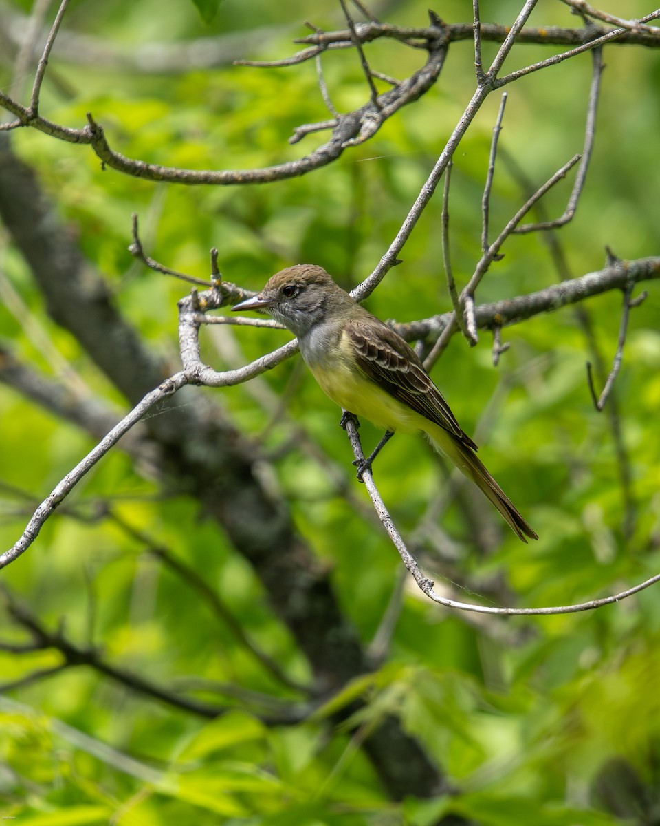 Great Crested Flycatcher - ML619954682