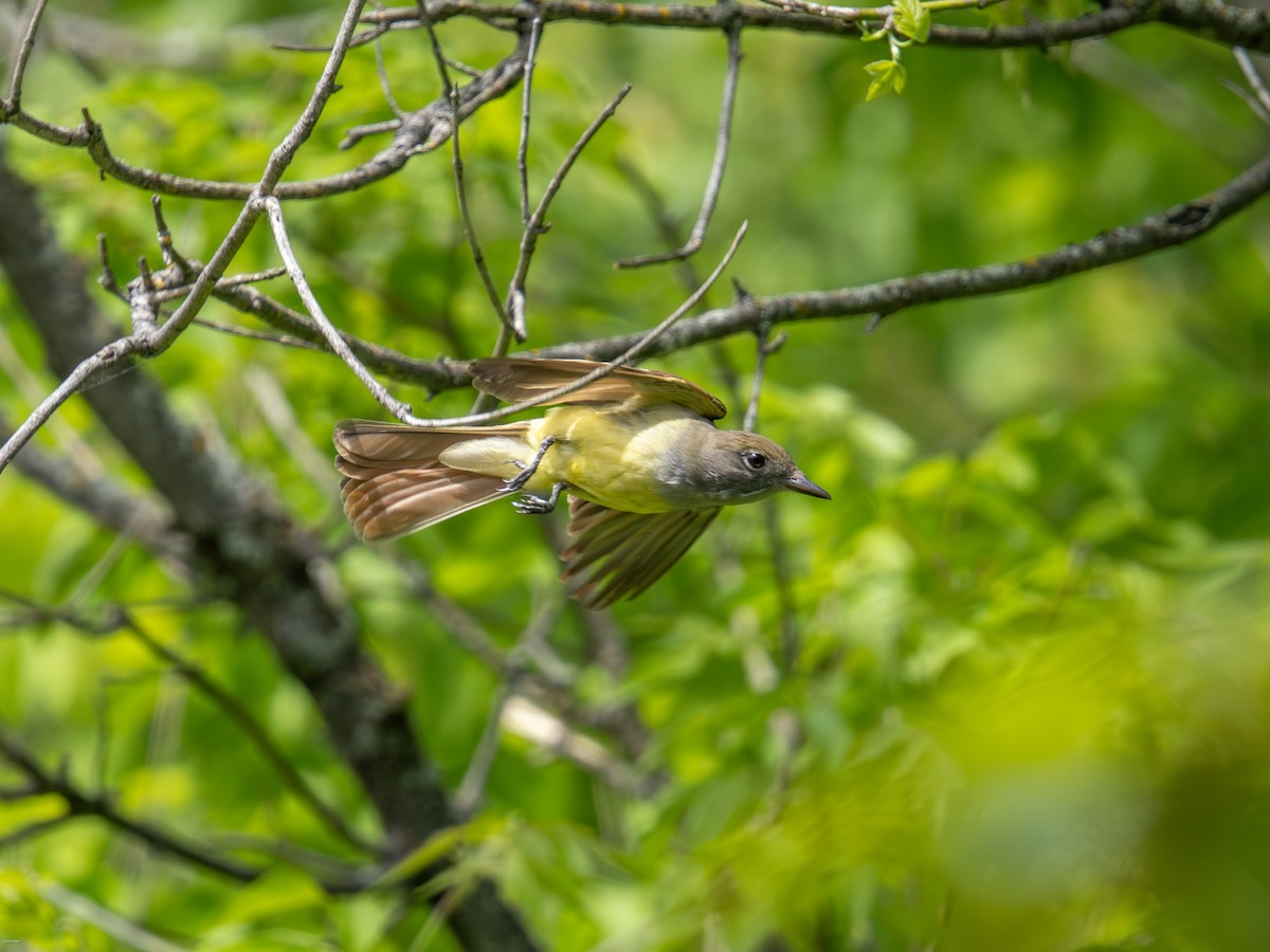 Great Crested Flycatcher - ML619954683