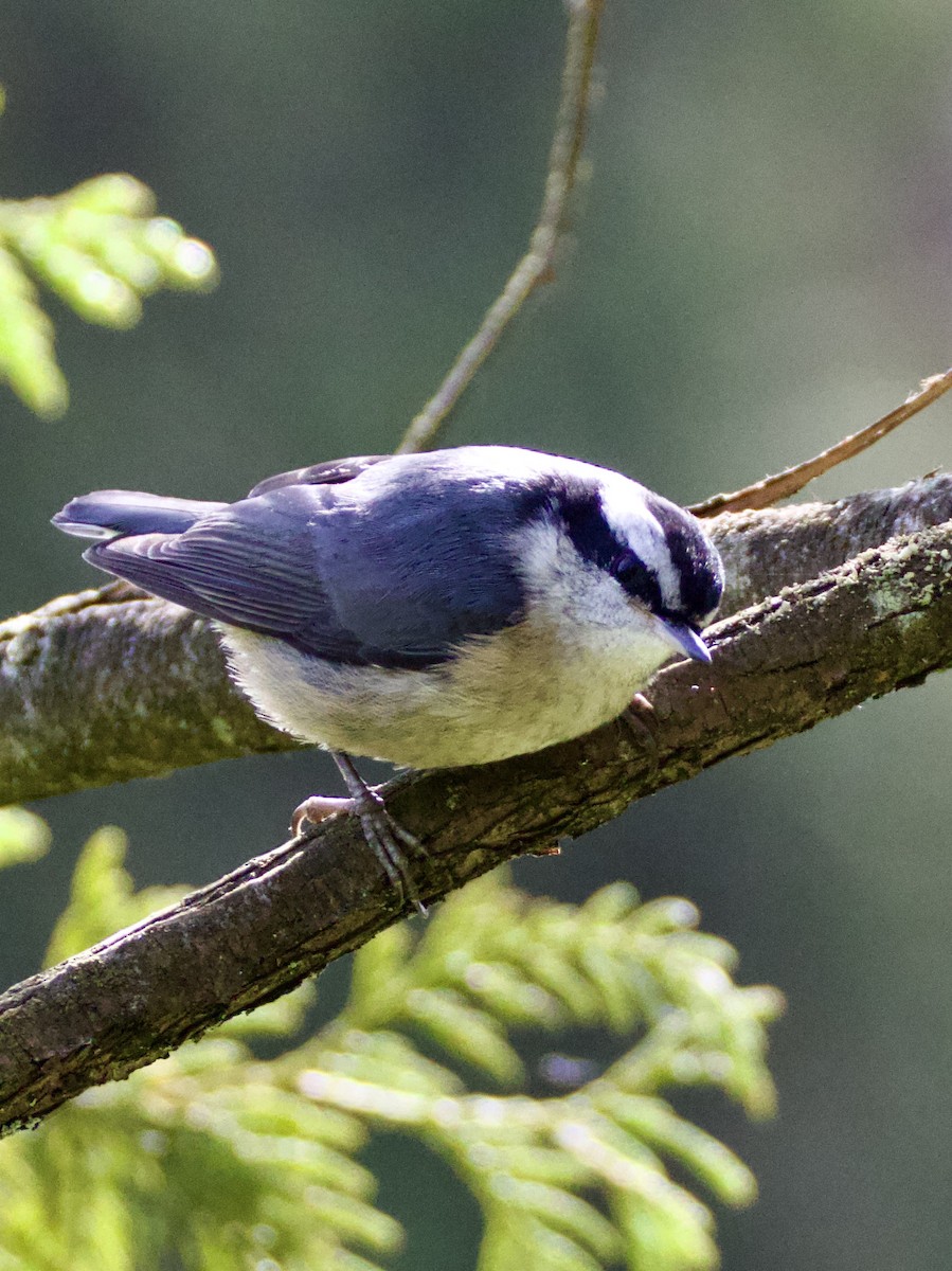Red-breasted Nuthatch - ML619954691
