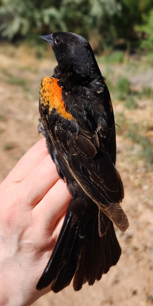 Red-winged Blackbird - ML619954698