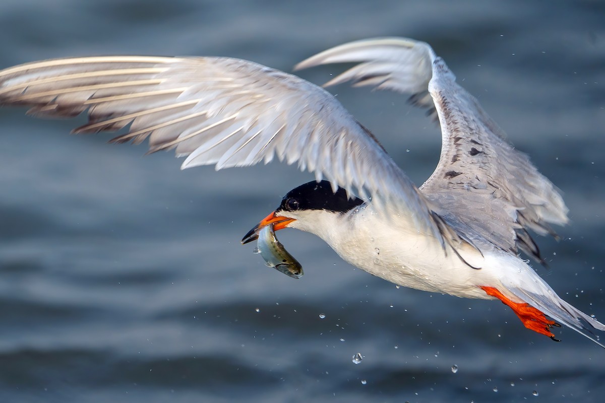 Forster's Tern - ML619954699