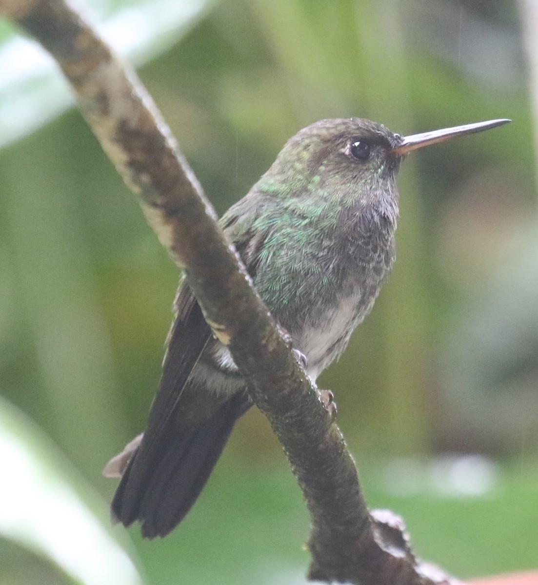 kolibřík zelenkavý - ML619954705