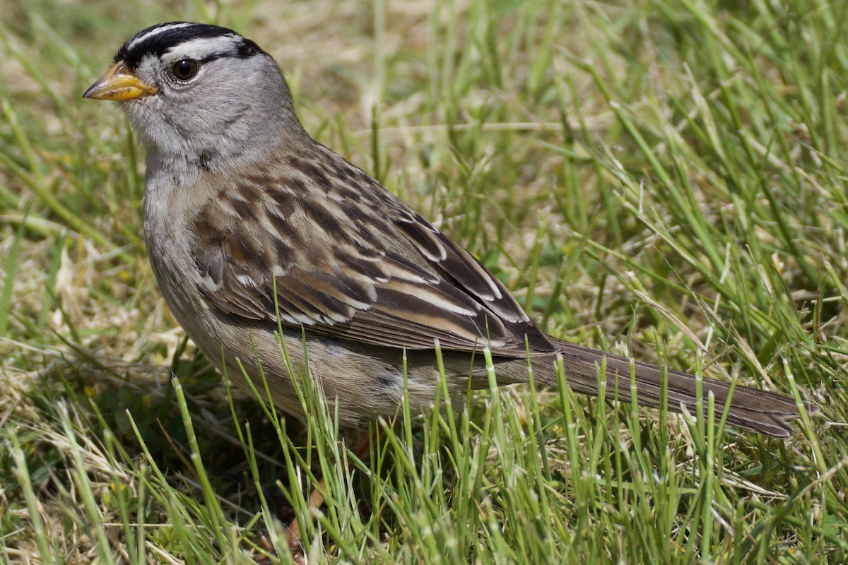White-crowned Sparrow - ML619954706
