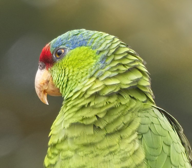 Lilac-crowned Parrot - ML619954718