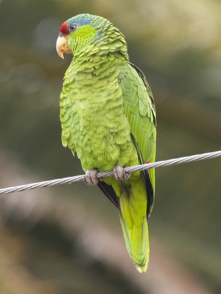 Lilac-crowned Parrot - ML619954731