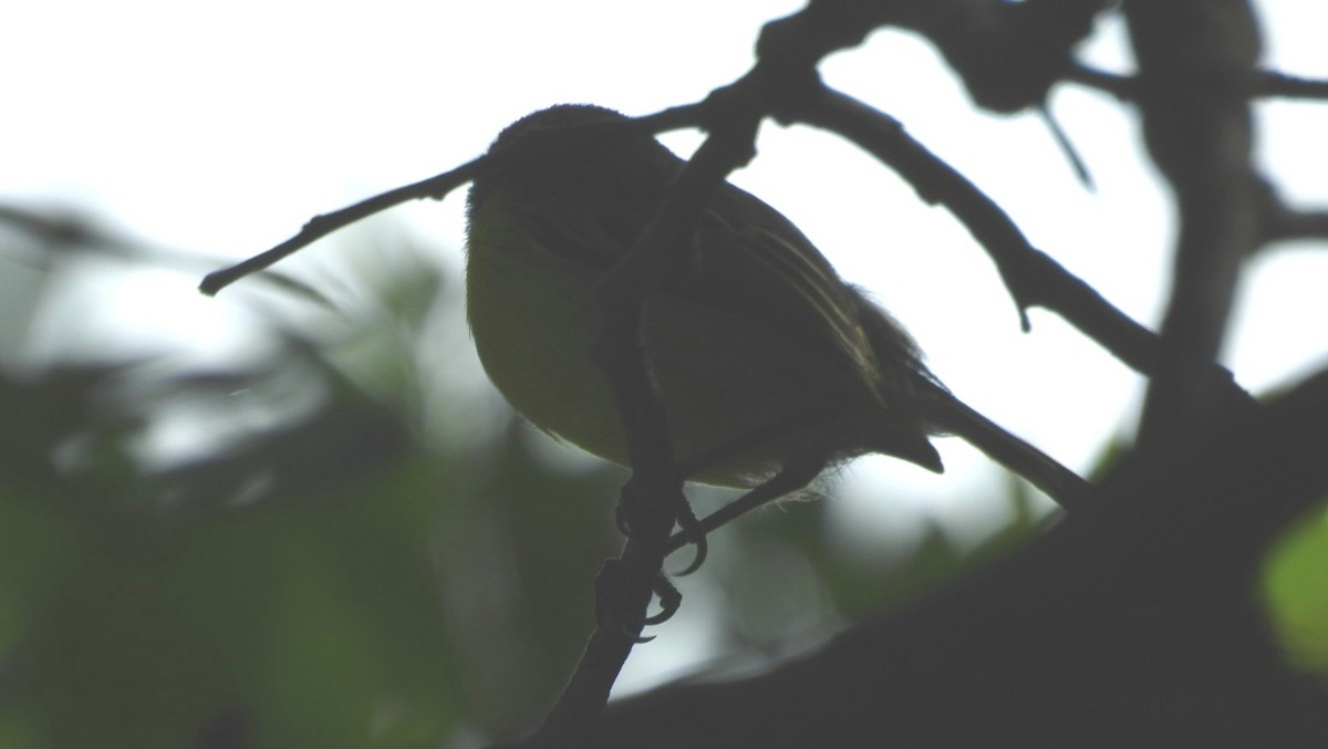 Golden-crowned Warbler - ML619954735