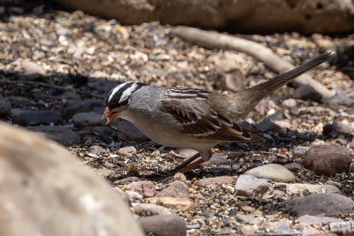 White-crowned Sparrow - ML619954738