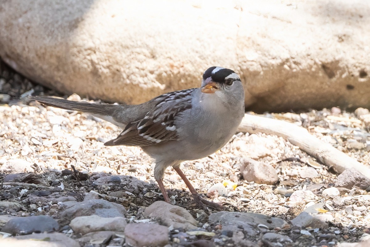 White-crowned Sparrow - ML619954742