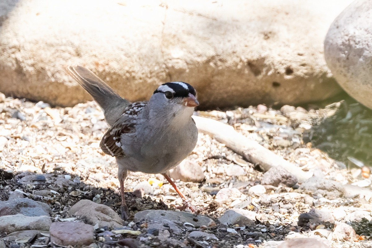 White-crowned Sparrow - ML619954743