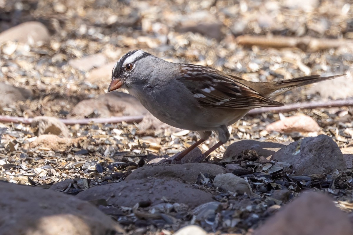 White-crowned Sparrow - ML619954748