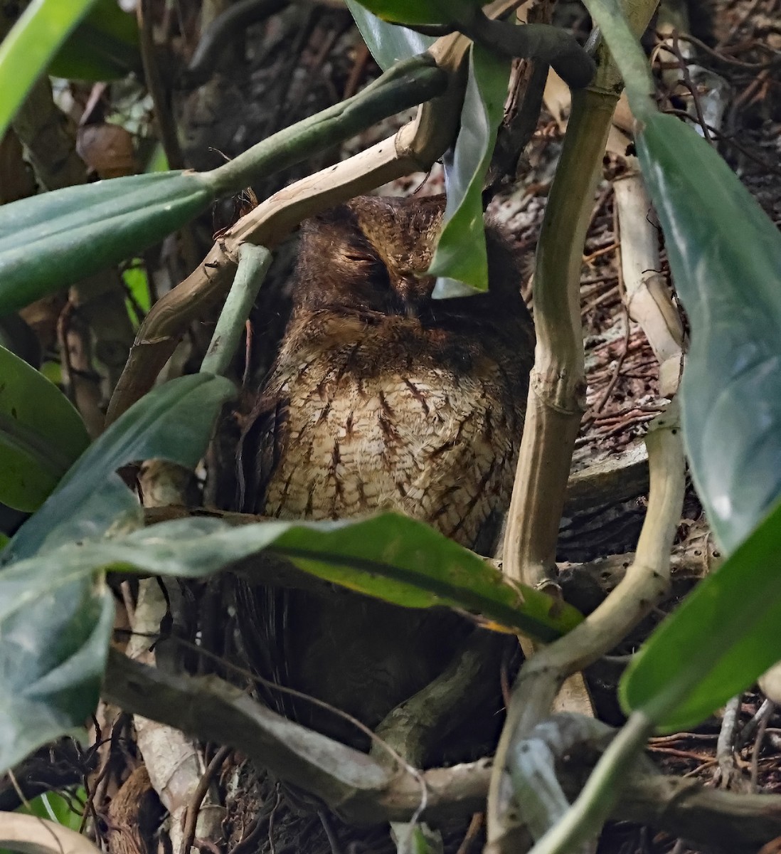 Rufescent Screech-Owl - ML619954750