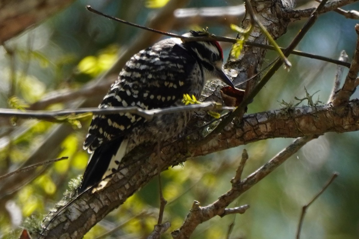 Nuttall's Woodpecker - ML619954762