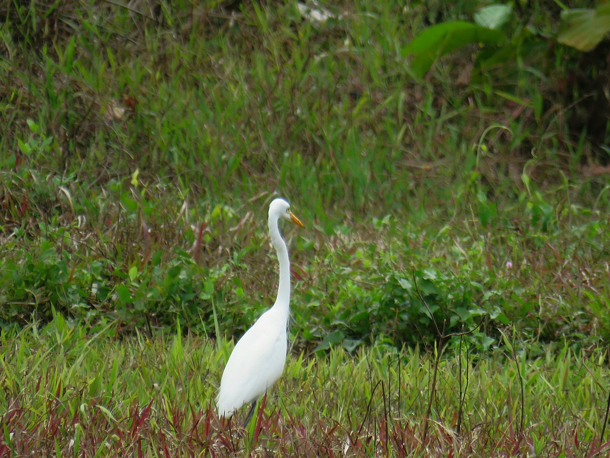 Medium Egret - ML619954770