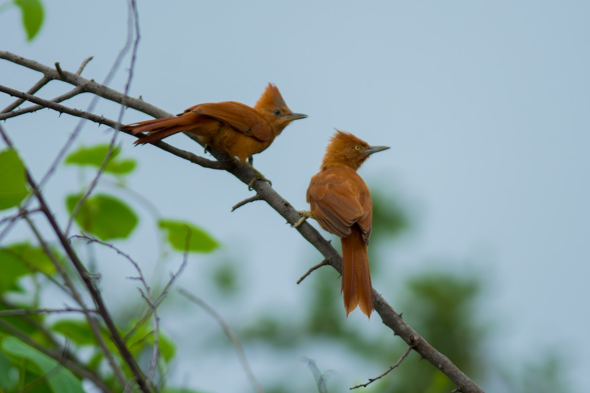 Caatinga Cacholote - ML619954779