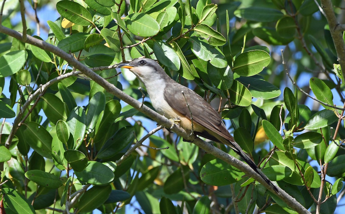 Mangrove Cuckoo - ML619954784